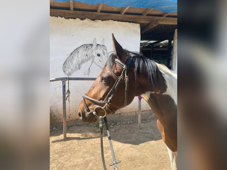 Französisches Reitpony Mix Stute 5 Jahre 143 cm Schecke in Lemberg