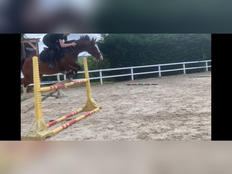 Französisches Reitpony Stute 5 Jahre 146 cm Brauner in Auxerre