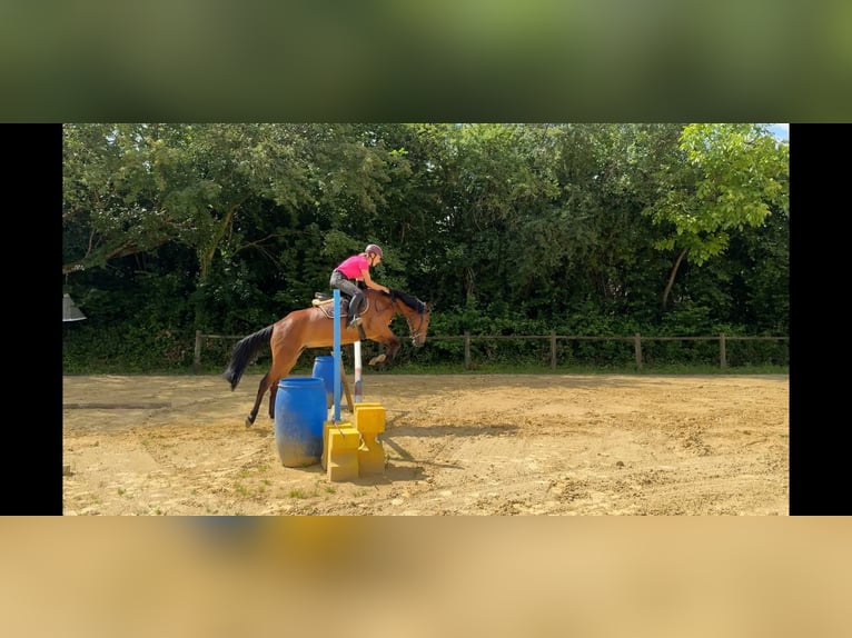 Französisches Reitpony Stute 5 Jahre 147 cm Brauner in Champguyon