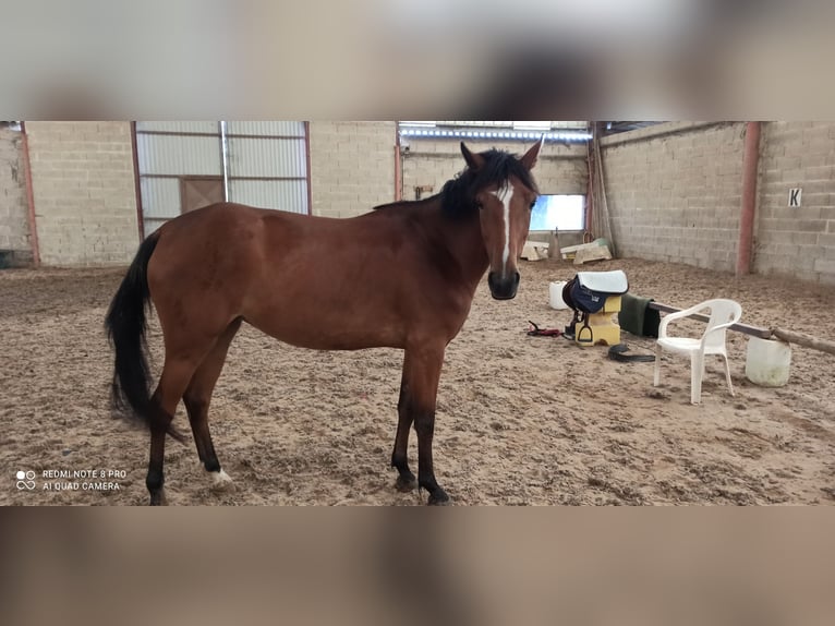 Französisches Reitpony Stute 5 Jahre 147 cm Brauner in Champguyon
