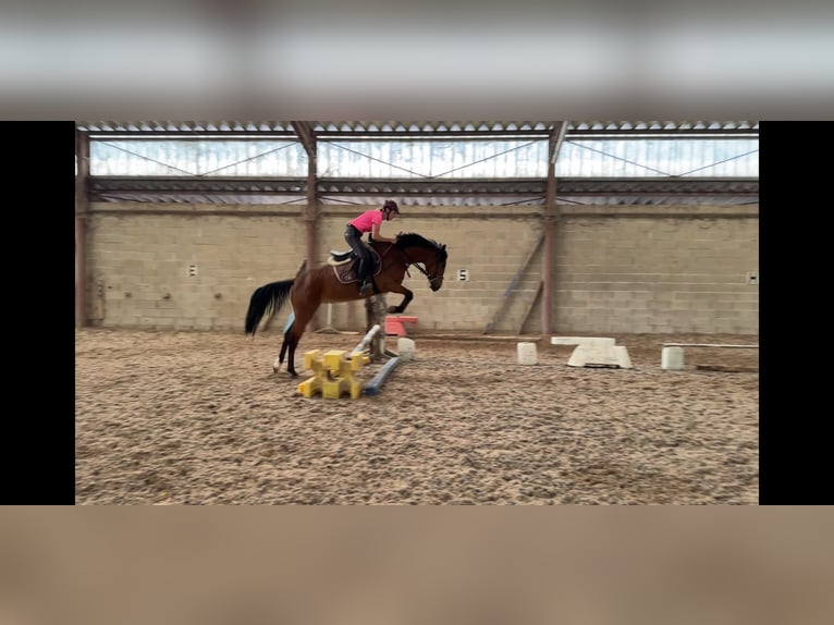 Französisches Reitpony Stute 5 Jahre 147 cm Brauner in Champguyon