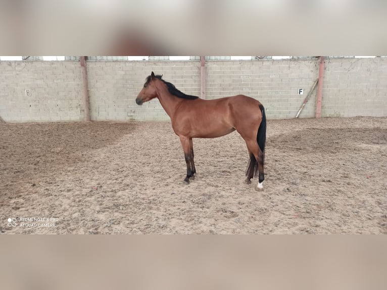 Französisches Reitpony Stute 5 Jahre 147 cm Brauner in Champguyon