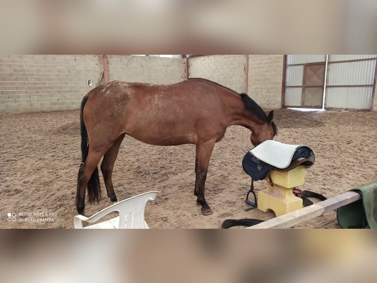 Französisches Reitpony Stute 5 Jahre 147 cm Brauner in Champguyon