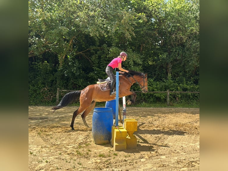 Französisches Reitpony Stute 5 Jahre 147 cm Brauner in Champguyon