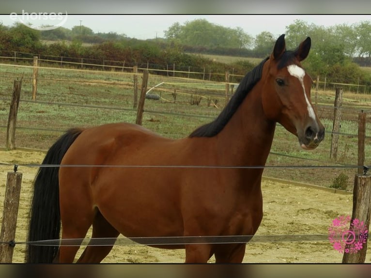 Französisches Reitpony Stute 5 Jahre 148 cm Rotbrauner in Poitiers