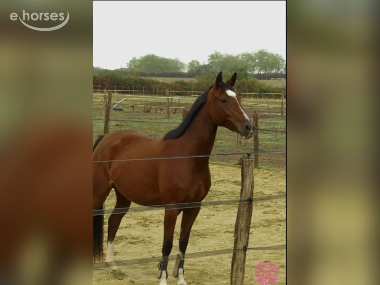 Französisches Reitpony Stute 5 Jahre 148 cm Rotbrauner in Poitiers