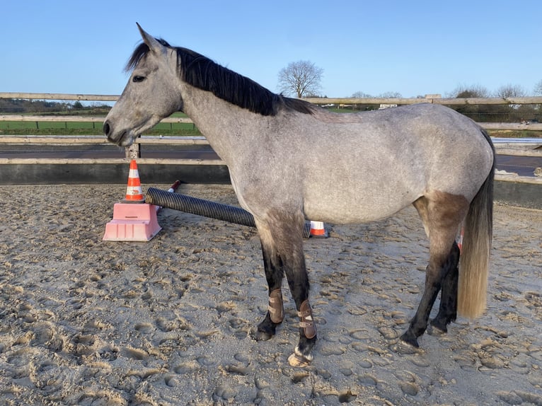 Französisches Reitpony Stute 5 Jahre 151 cm Schimmel in Theix-Noyalo