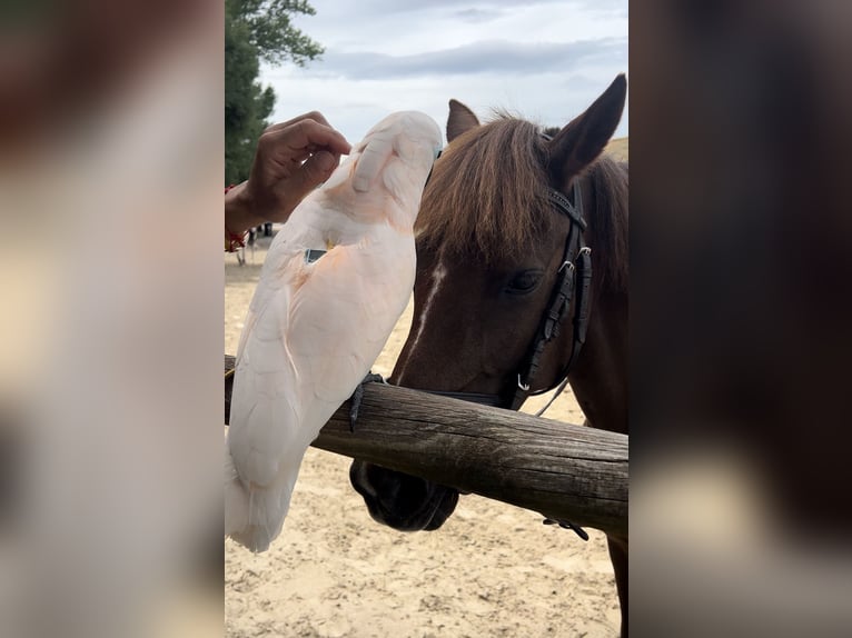 Französisches Reitpony Stute 6 Jahre 131 cm Fuchs in Moaña