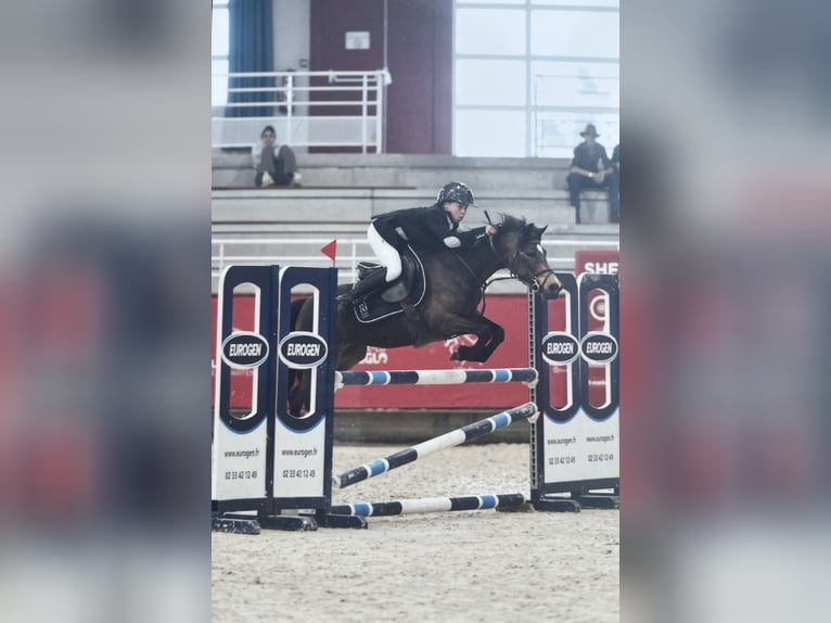 Französisches Reitpony Stute 6 Jahre 139 cm Schwarzbrauner in Ailly