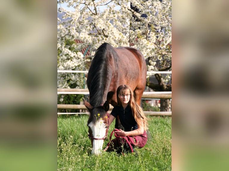 Französisches Reitpony Stute 6 Jahre 140 cm Brauner in Courtedoux