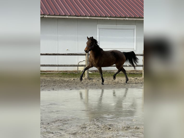 Französisches Reitpony Stute 6 Jahre 145 cm Falbe in Charny