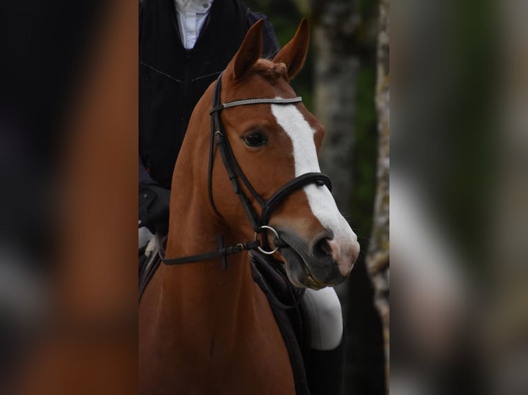 Französisches Reitpony Stute 6 Jahre 146 cm Fuchs in Niort