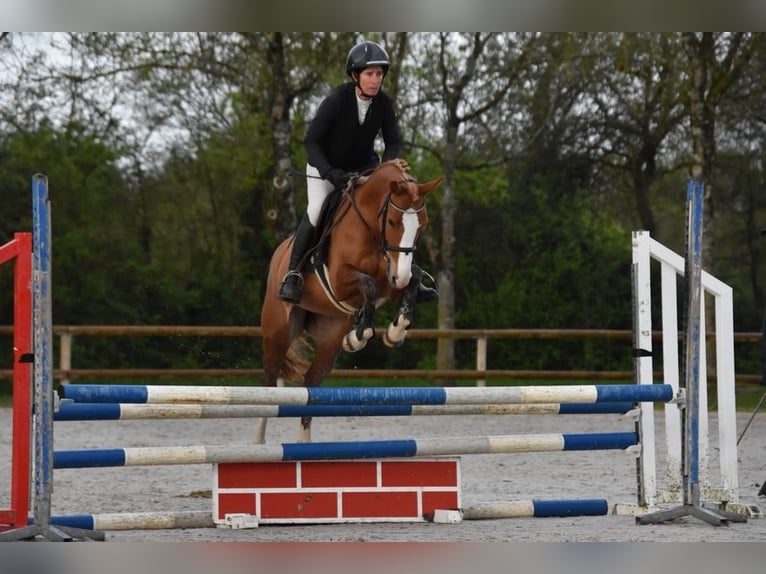 Französisches Reitpony Stute 6 Jahre 146 cm Fuchs in Niort