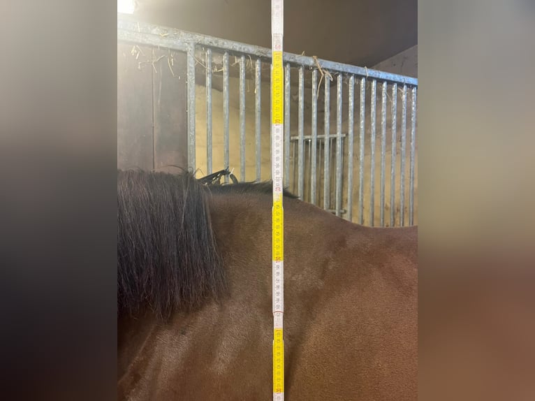 Französisches Reitpony Stute 6 Jahre 161 cm Dunkelbrauner in Sint-Michiels Brugge