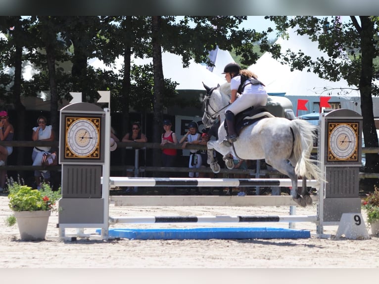 Französisches Reitpony Stute 7 Jahre 145 cm Schimmel in Savigny le temple