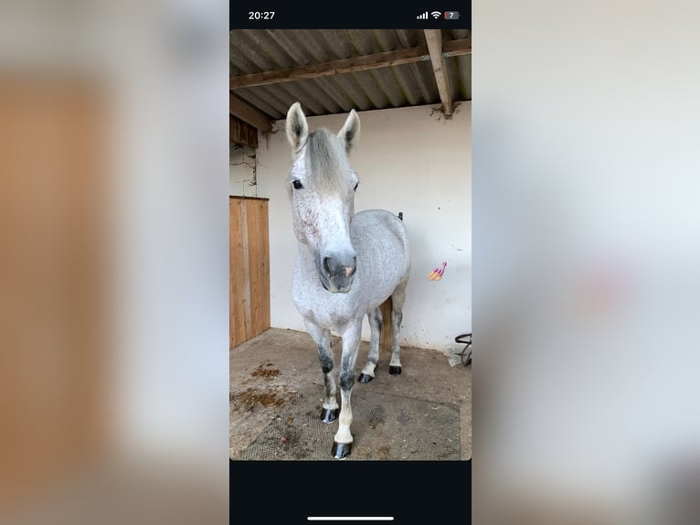 Französisches Reitpony Stute 7 Jahre 145 cm Schimmel in Savigny le temple