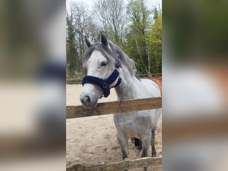Französisches Reitpony Stute 7 Jahre 145 cm Schimmel in Savigny le temple