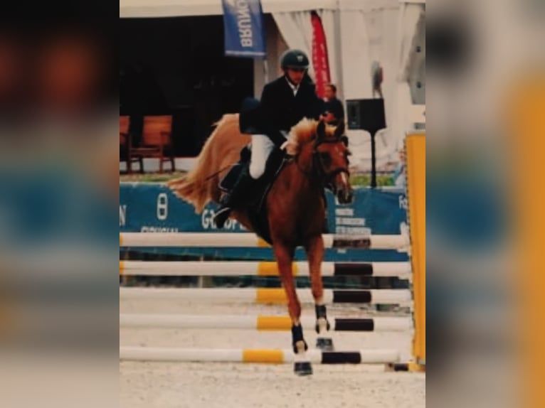 Französisches Reitpony Stute 8 Jahre 147 cm Fuchs in Luzarches