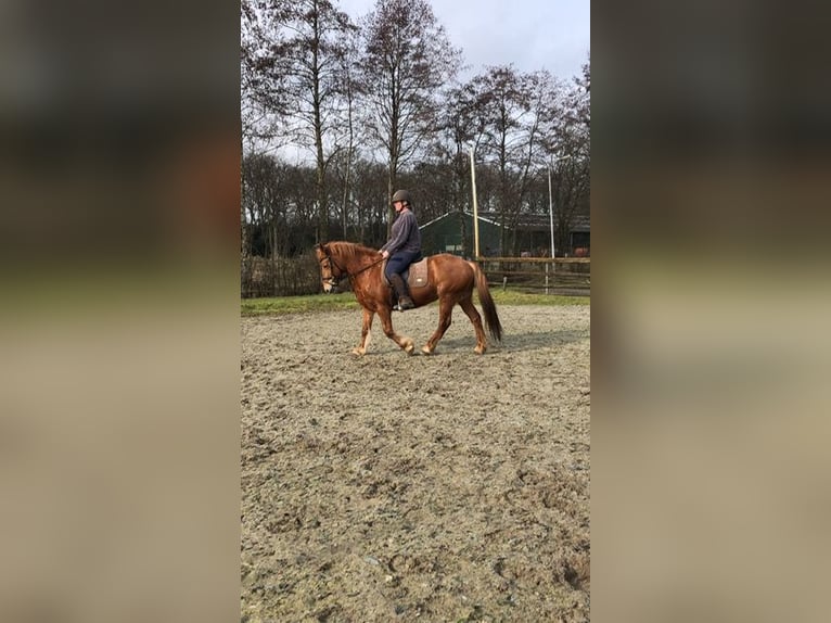 Französisches Reitpony Stute 8 Jahre 148 cm Fuchs in Ruinerwold