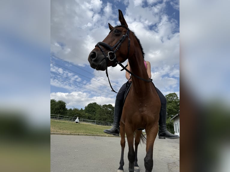 Französisches Reitpony Stute 8 Jahre 155 cm Brauner in Mosbach