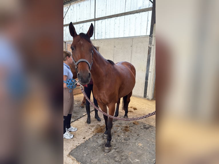 Französisches Reitpony Stute 8 Jahre 155 cm Brauner in Mosbach