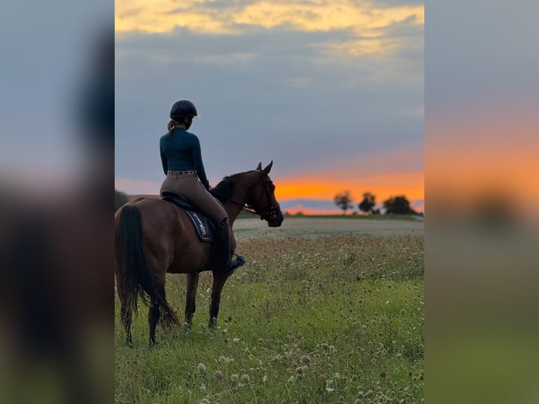 Französisches Reitpony Stute 8 Jahre 155 cm Brauner in Mosbach