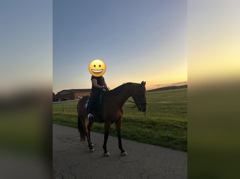 Französisches Reitpony Stute 8 Jahre 155 cm Brauner in Mosbach