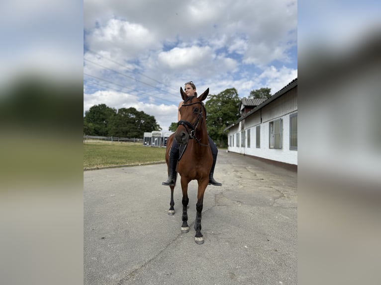 Französisches Reitpony Stute 8 Jahre 155 cm Brauner in Mosbach