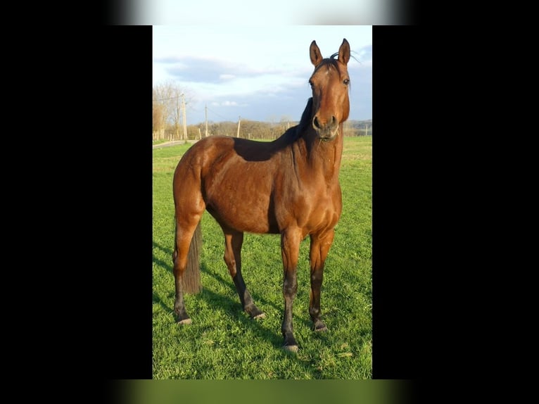 Französisches Reitpony Stute 8 Jahre 155 cm Brauner in Besançon