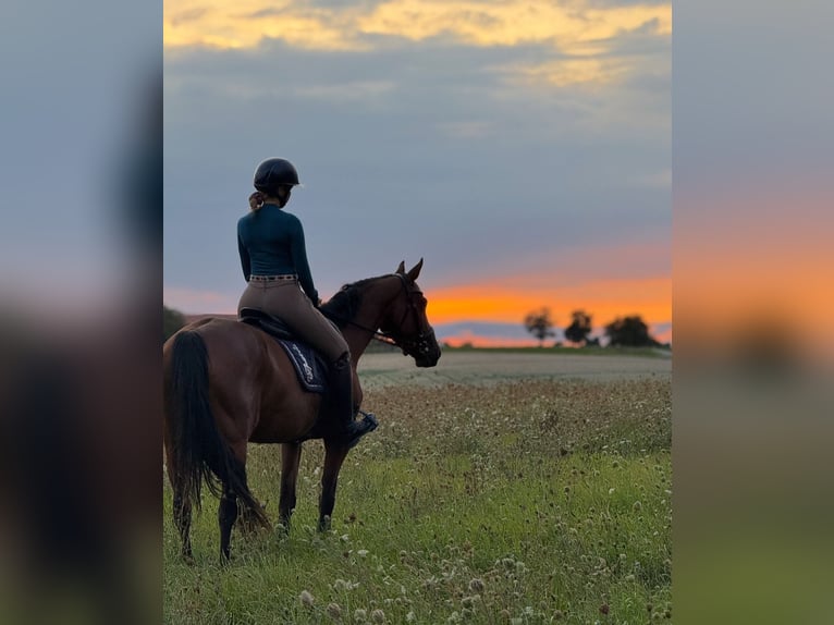 Französisches Reitpony Stute 8 Jahre 157 cm Brauner in Mosbach