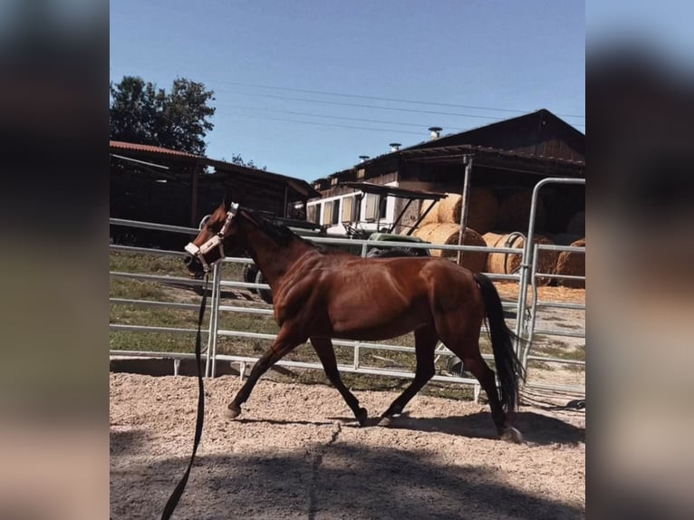 Französisches Reitpony Stute 8 Jahre 157 cm Brauner in Mosbach