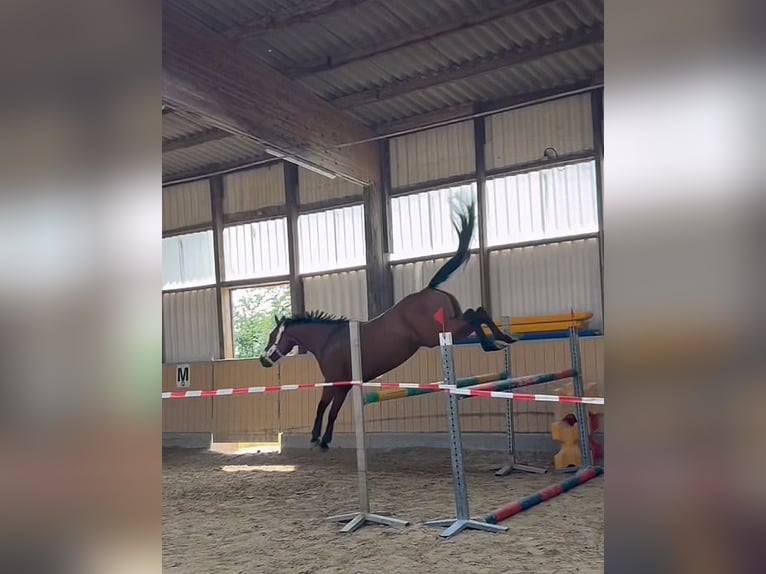 Französisches Reitpony Stute 8 Jahre 157 cm Brauner in Mosbach