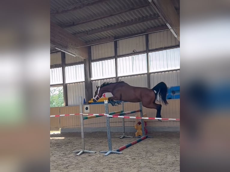 Französisches Reitpony Stute 8 Jahre 157 cm Brauner in Mosbach