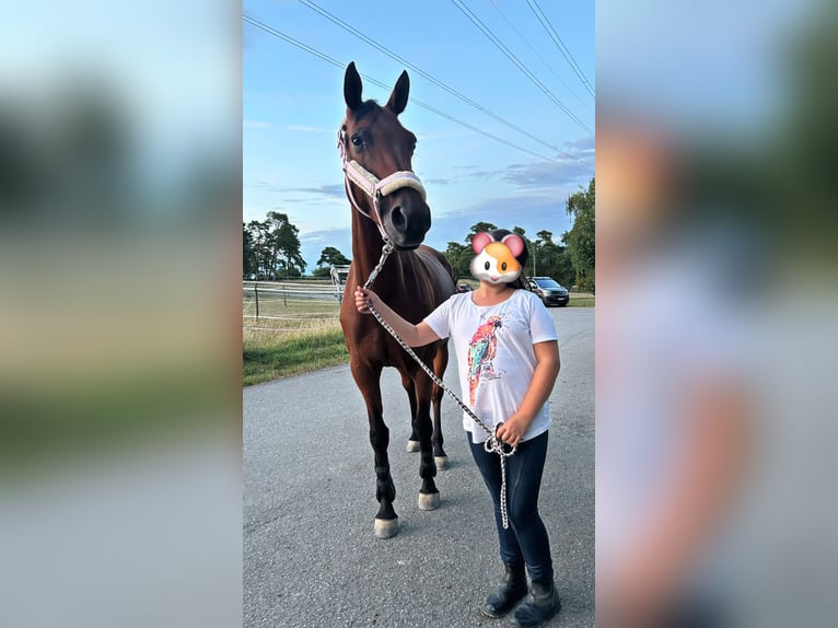 Französisches Reitpony Stute 8 Jahre 157 cm Brauner in Mosbach
