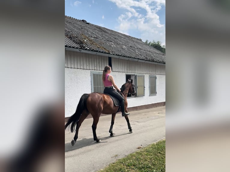 Französisches Reitpony Stute 8 Jahre 157 cm Brauner in Mosbach