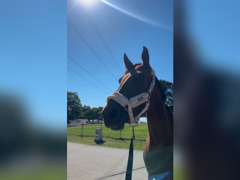Französisches Reitpony Stute 8 Jahre 157 cm Brauner in Mosbach