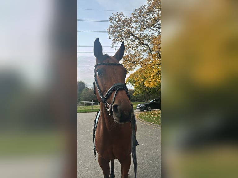 Französisches Reitpony Stute 8 Jahre 157 cm Brauner in Mosbach