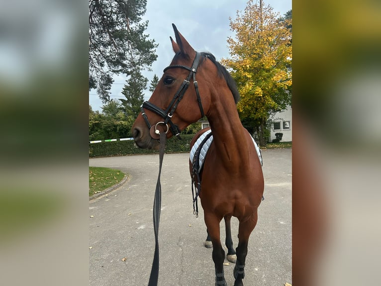 Französisches Reitpony Stute 8 Jahre 157 cm Brauner in Mosbach