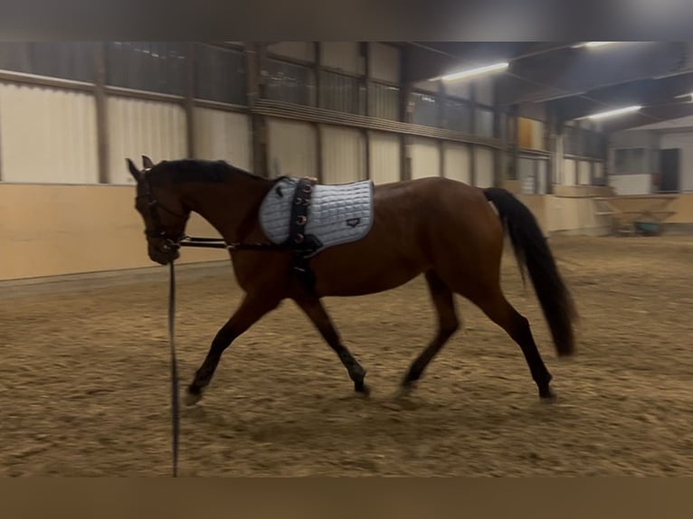 Französisches Reitpony Stute 8 Jahre 157 cm Brauner in Mosbach