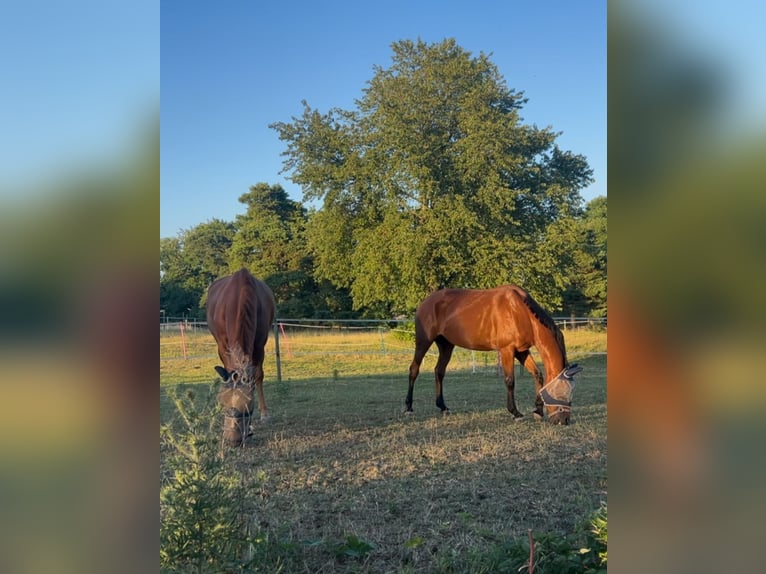 Französisches Reitpony Stute 8 Jahre 157 cm Brauner in Mosbach