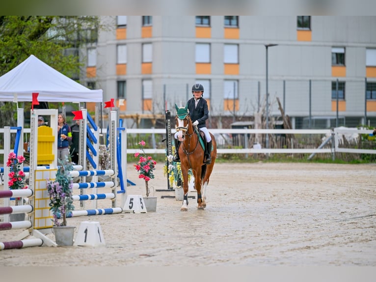 Französisches Reitpony Stute 9 Jahre 145 cm Fuchs in Schlins