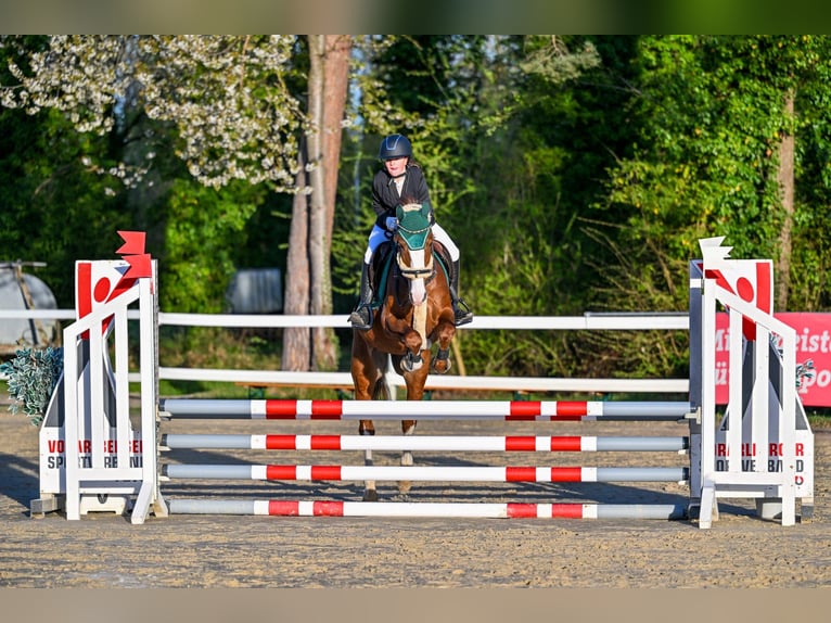 Französisches Reitpony Stute 9 Jahre 145 cm Fuchs in Schlins