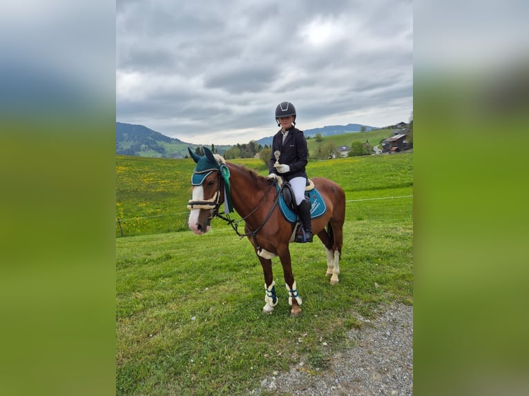 Französisches Reitpony Stute 9 Jahre 145 cm Fuchs in Schlins
