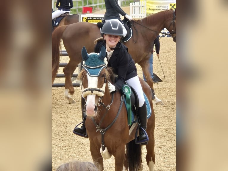 Französisches Reitpony Stute 9 Jahre 145 cm Fuchs in Schlins
