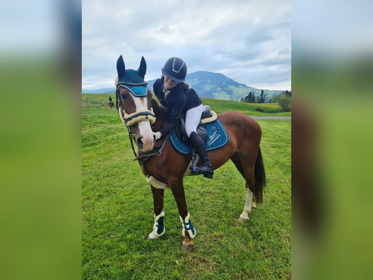 Französisches Reitpony Stute 9 Jahre 145 cm Fuchs in Schlins