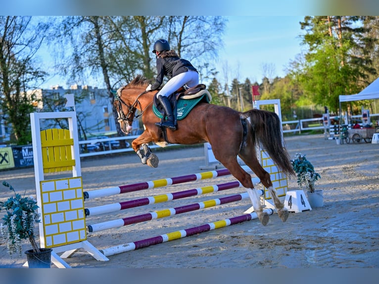 Französisches Reitpony Stute 9 Jahre 145 cm Fuchs in Schlins