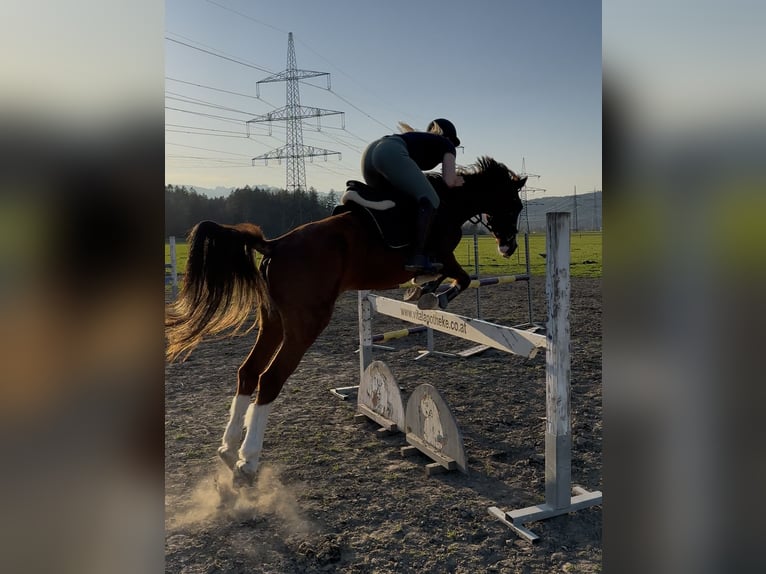 Französisches Reitpony Stute 9 Jahre 145 cm Fuchs in Schlins