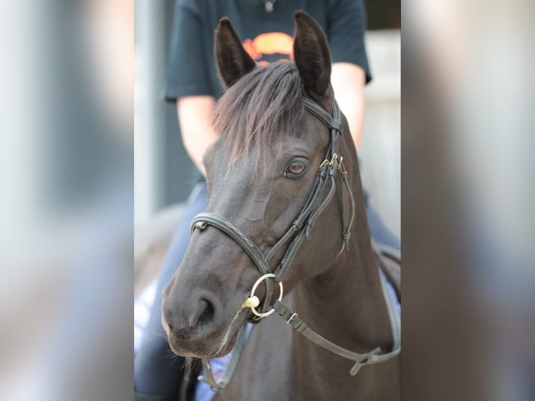 Französisches Reitpony Stute 9 Jahre 147 cm Rappe in Besançon