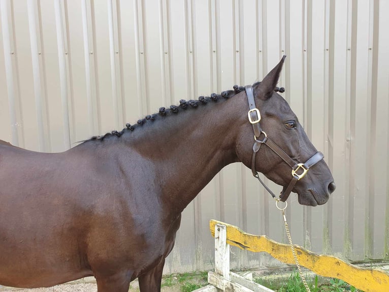 Französisches Reitpony Stute 9 Jahre 147 cm Rappe in Besançon