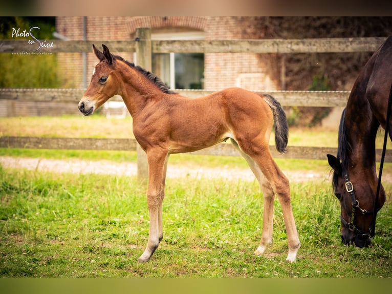 Französisches Reitpony Stute Fohlen (06/2025) 100 cm Brauner in Grand-Bourgth&#xE9;roulde